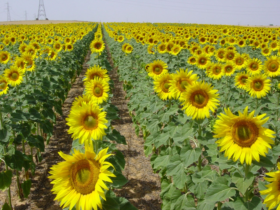 La producci�n de girasol en secano podr�a verse afectada por las altas temperaturas