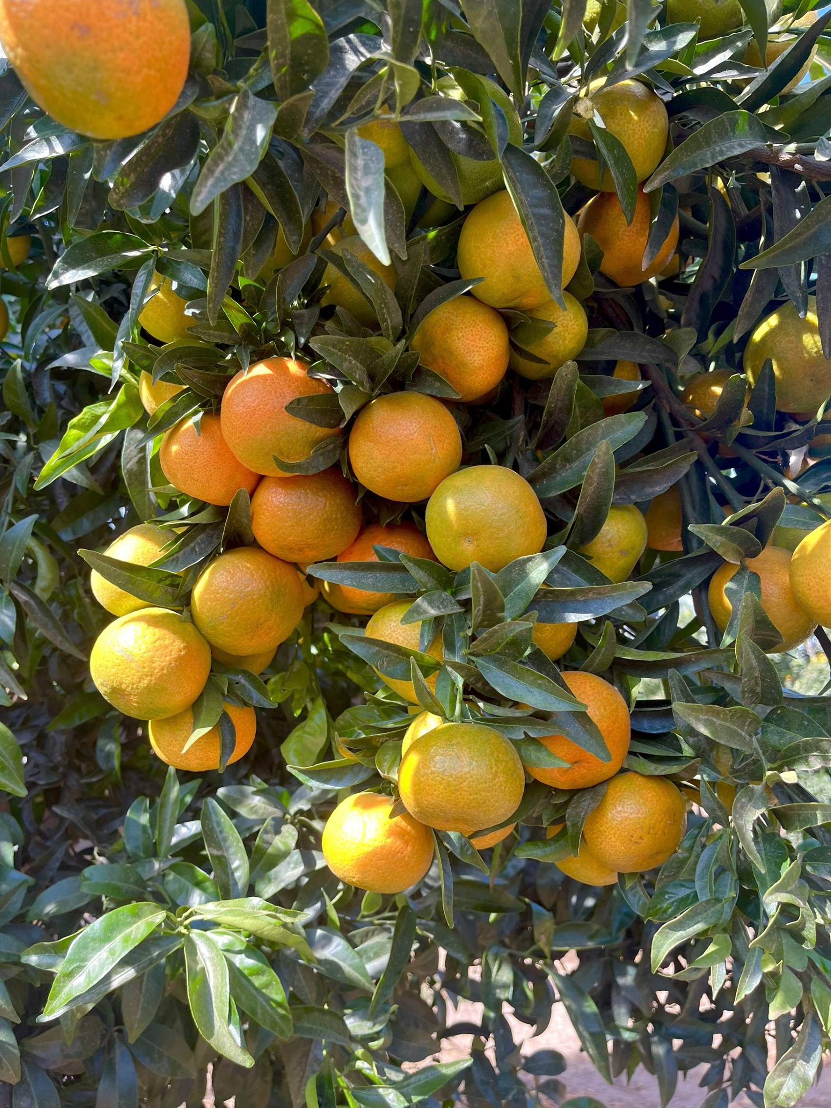 XLO, la clementina precoz que ha lanzado al mercado Agr�cola Bagu