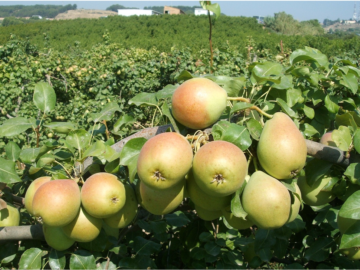 La produccin de pera ha cado un 22,9% en Espaa en la cosecha 2024/2025