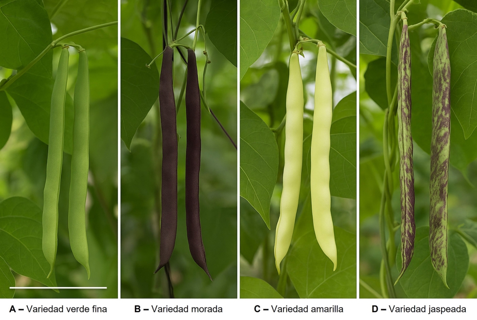 Figura 3. Diversidad morfolgica de las variedades obtenidas en el proyecto. Escala = 5 cm