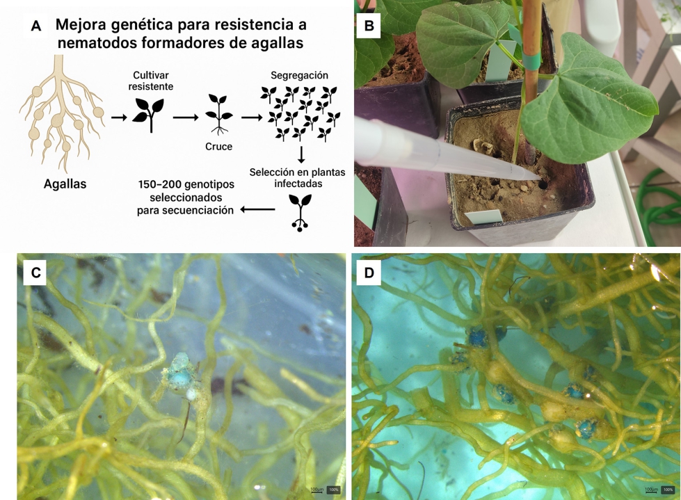 Figura 4. Estrategia de mejora gentica para resistencia a nematodos en el proyecto +BEAN. (A) Representacin grfica del programa de mejora...