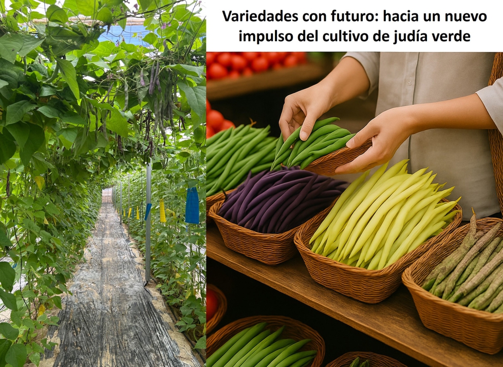 Figura 5. Del campo al consumidor: variedades mejoradas de juda de colores para nuevos mercados