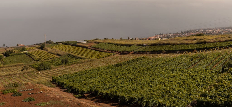 Vi�edo en Canarias