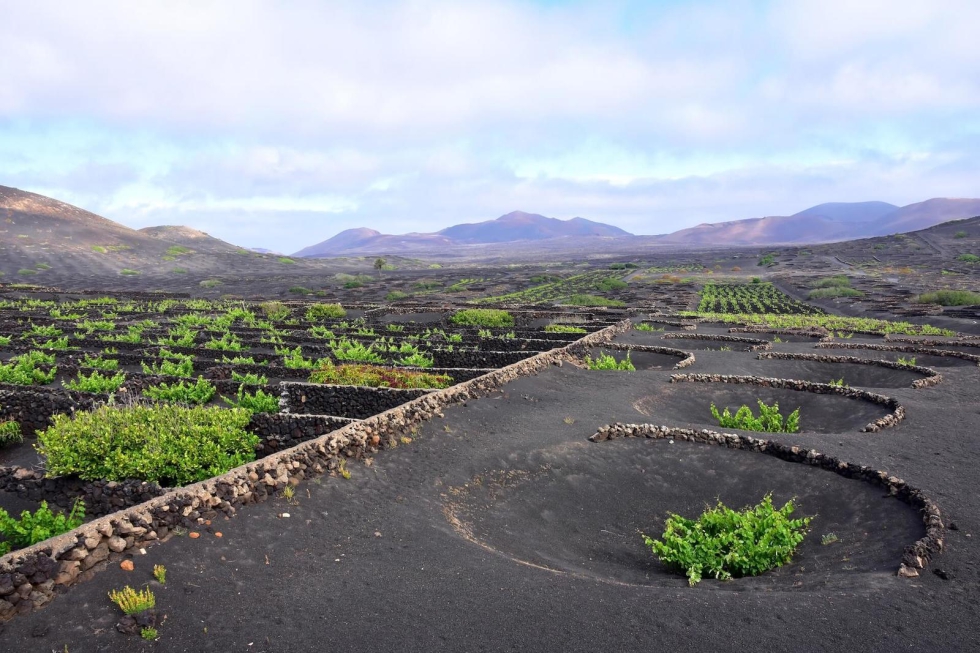 Vi�edo tradicional en Lanzarote. Foto: DO Lanzarote