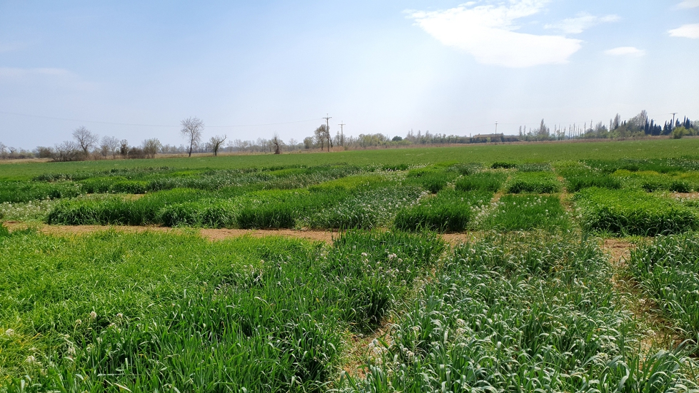 Figura 1. Riumors 23-03-2023. Aspecto general del ensayo (Foto: IRTA)