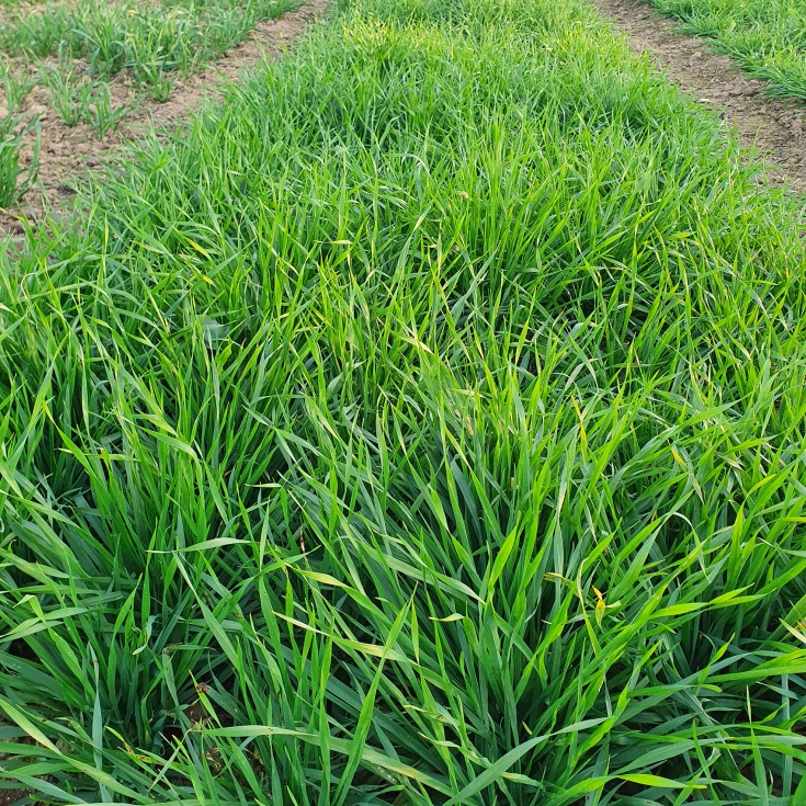 Figura 10. Detalle de la cebada convencional (cv Meseta) en el ensayo el 13-01-2023 (Foto: IRTA)