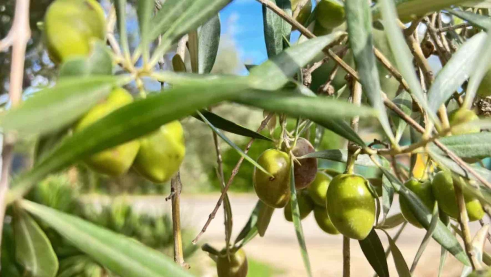 Segn el IPC, los precios del aceite de oliva bajaron un 44,3% interanual en julio