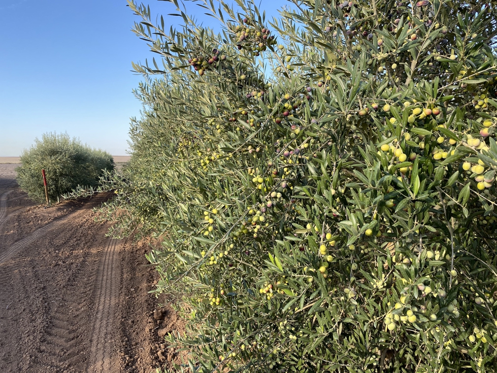En suelos salinos o arcillosos pesados, se aplican criterios m�s conservadores para evitar estr�s acumulado o percolaci�n. Foto: EuroChem Agro...