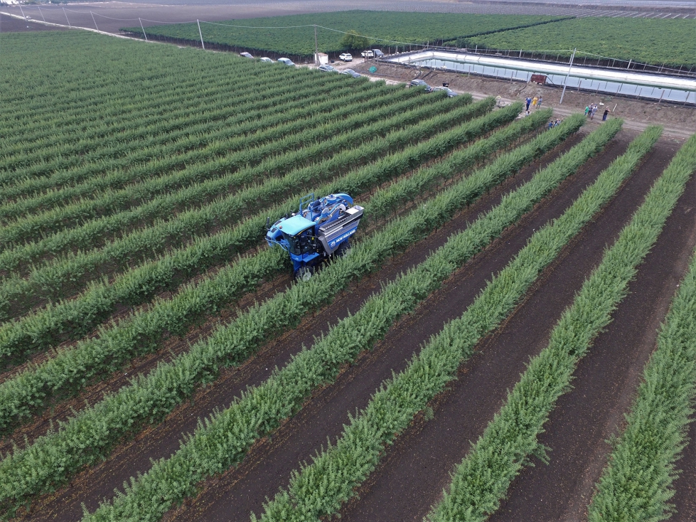 La mec�nica fina es la que convierte la recolecci�n en un proceso predecible campa�a tras campa�a. Foto: Agromillora