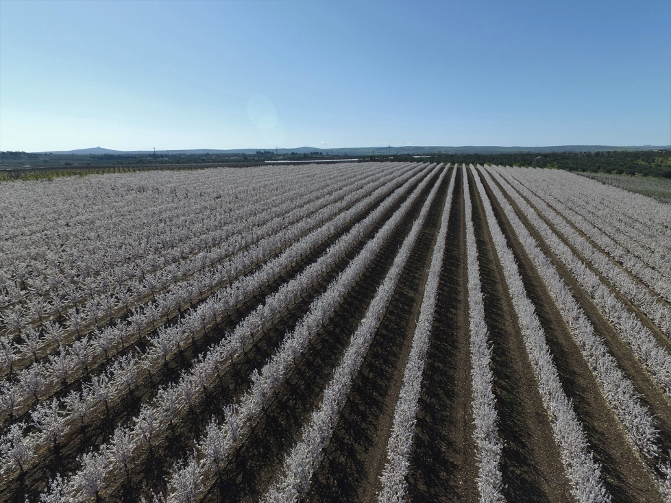 La cuesti�n central no es la cantidad de sensores, sino su orquestaci�n. Foto: Agromillora