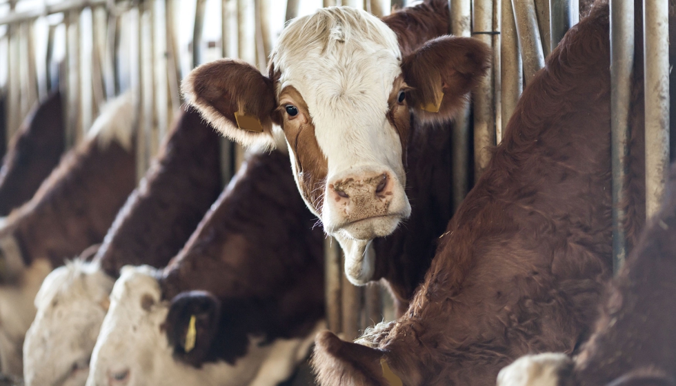 Vacas de aptitud lctea