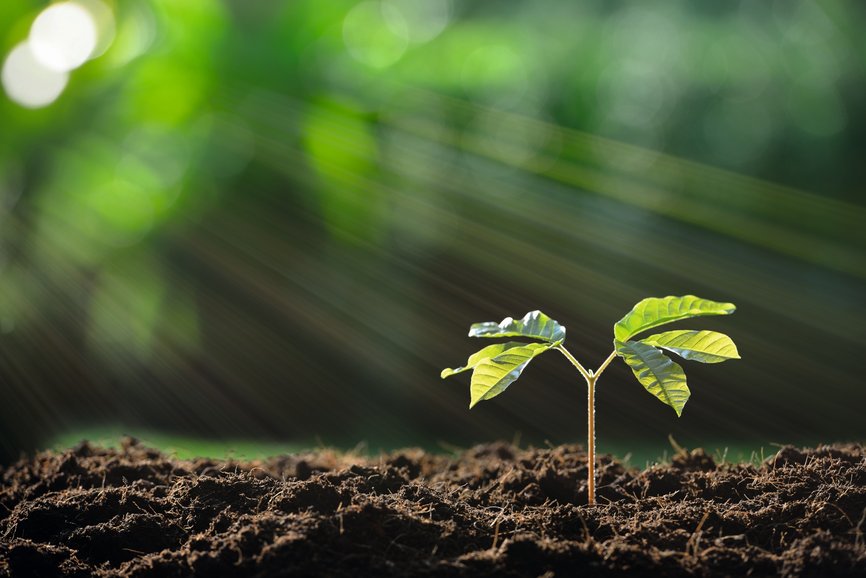 Asaja Almera advierte de que los problemas de germinacin estn causando graves prdidas a los agricultores hortofrutcolas...