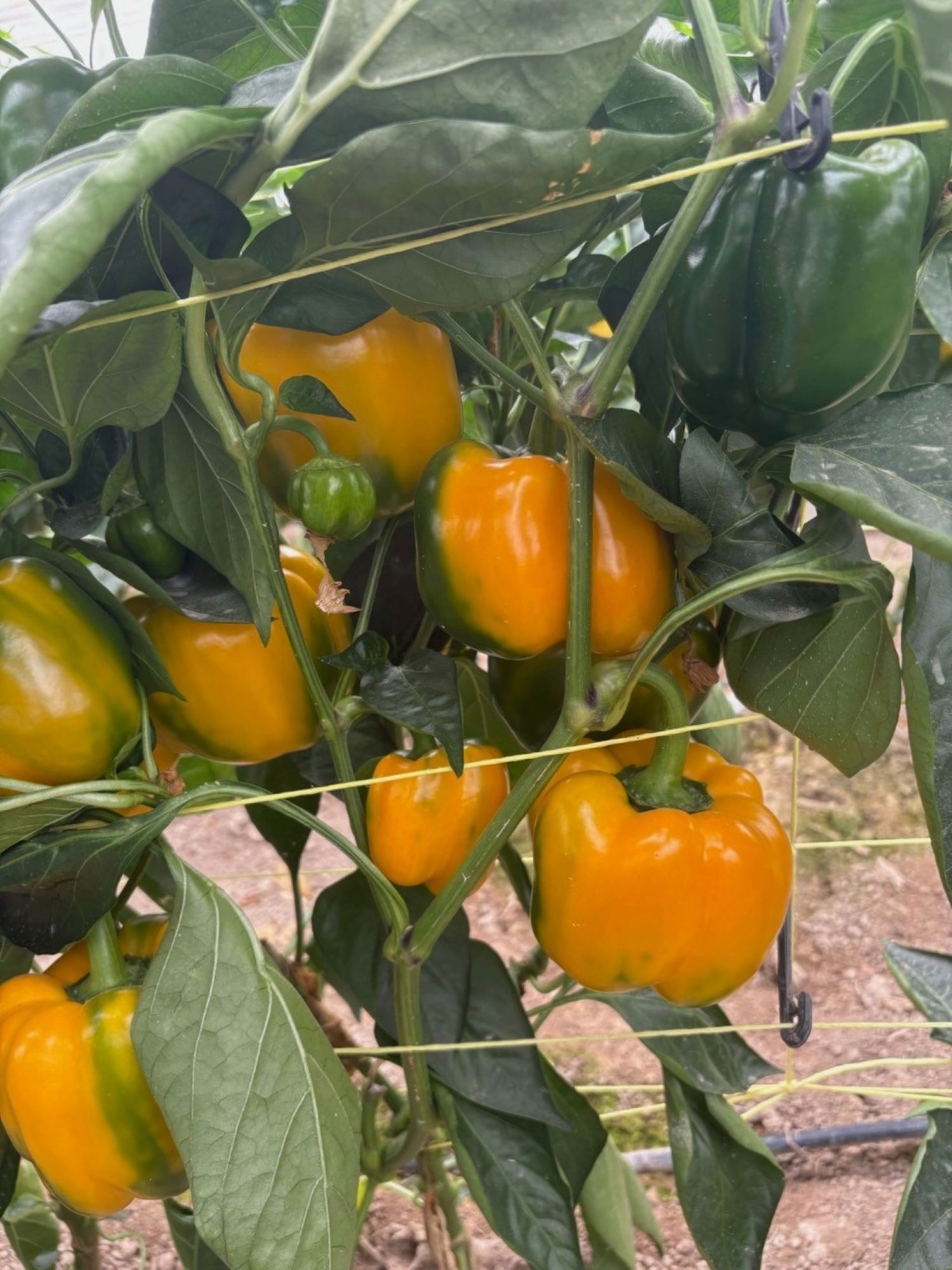 Semillas Fit� ha sido reconocida por el desarrollo de nuevas variedades hort�colas m�s eficientes, entre ellas, el pimiento...