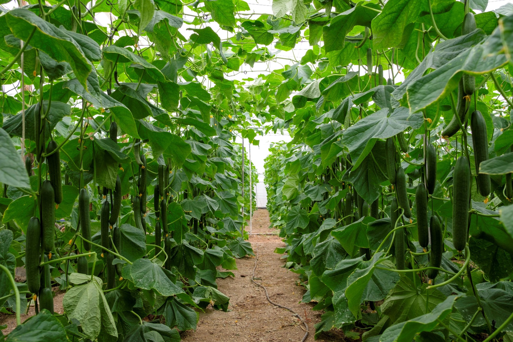 Imagen de una finca de pepino tipo holand�s cultivado en Almer�a