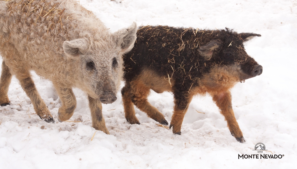 La raza estuvo al borde de la extinci�n, con menos de 200 ejemplares vivos, hasta que Monte Nevado apost� por su recuperaci�n...