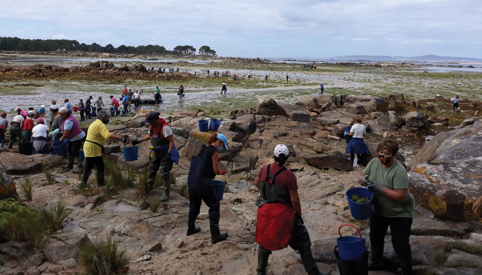Protenas sostenibles: ALEHOOP apuesta por el potencial de algas y legumbres