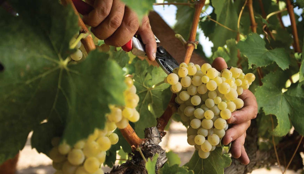 Bielsa Ruano busca vias que se adapten a las aadas y que den un fruto con la mejor calidad posible; por eso se esfuerzan en cultivarlas y en seguir...