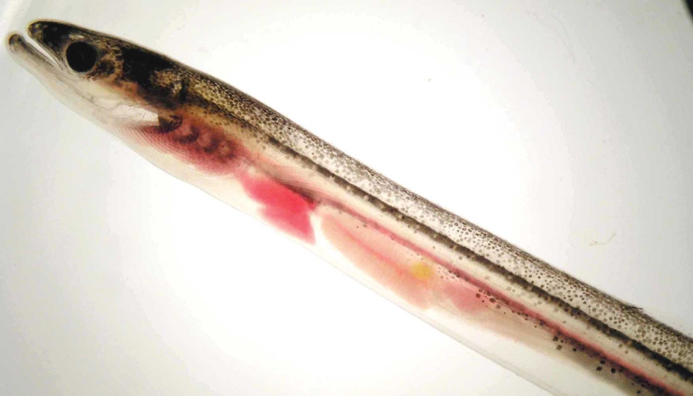 Angula, forma juvenil de la anguila europea (Anguilla anguilla), capturada durante el seguimiento cientfico de la especie en el ro Oria...