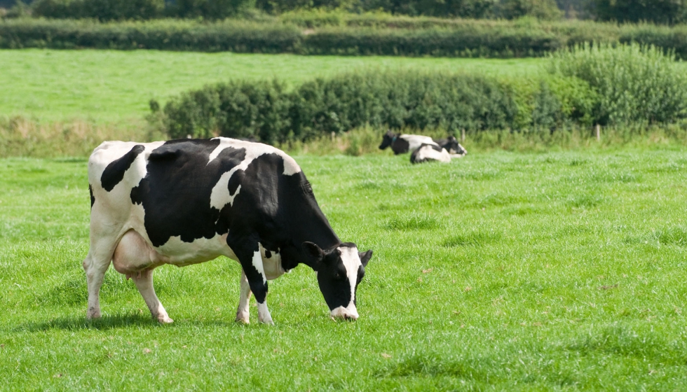Vaca de aptitud lechera en una zona de pastos