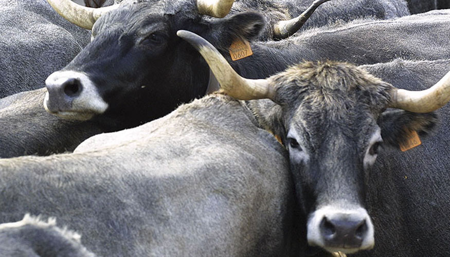 Ejemplares de raza Tudanca