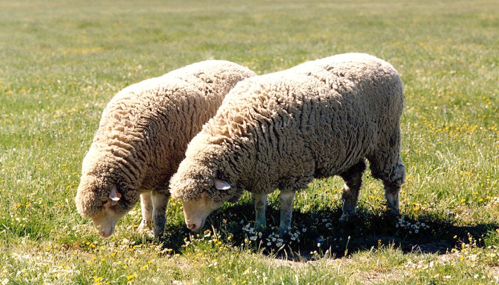 Foto: Asociaci�n Nacional de Criadores de Ganado Merino