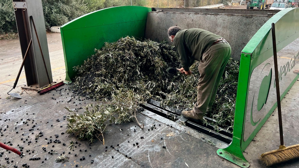 Recepcin de la aceituna en el patio