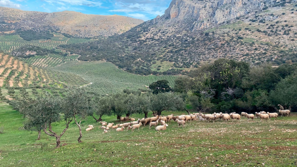 Olivos cultivados mediante la agricultura regenerativa