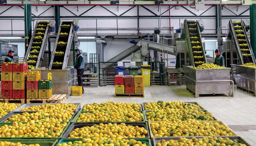 Fig. 1: Bergamota durante el procesado