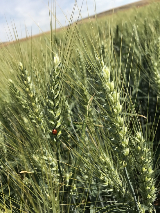 Con semillas m�s limpias, se reduce la necesidad de fungicidas, tratamientos qu�micos adicionales o descartes por enfermedades...