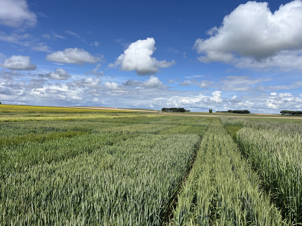 La Semilla Certificada permite elevar el rendimiento hasta un 10%