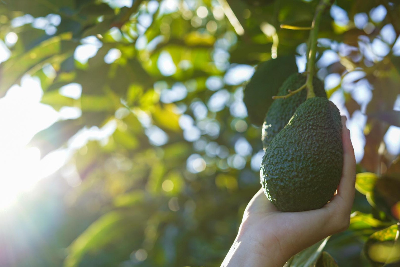 La campa�a de aguacate 2024/2025 ha evolucionado de forma positiva en Espa�a