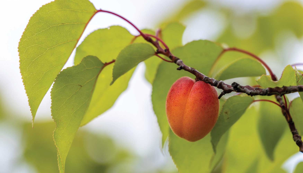Albaricoqueros en campo de cultivo