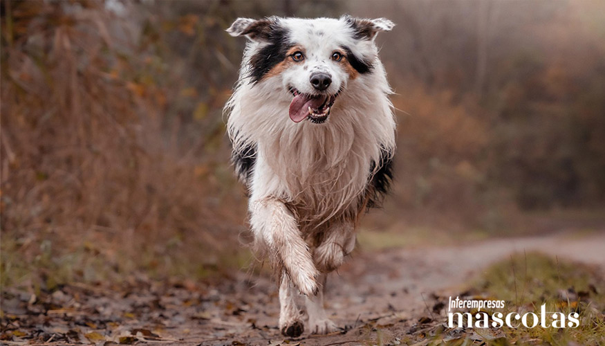 Foto de Nutricin adecuada para perros de alta energa