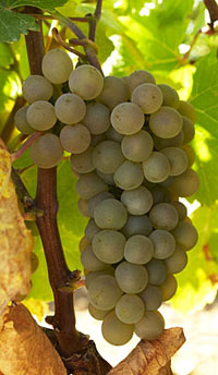 En la foto, la variedad autctona de uva verdejo, de la D.O. Rueda