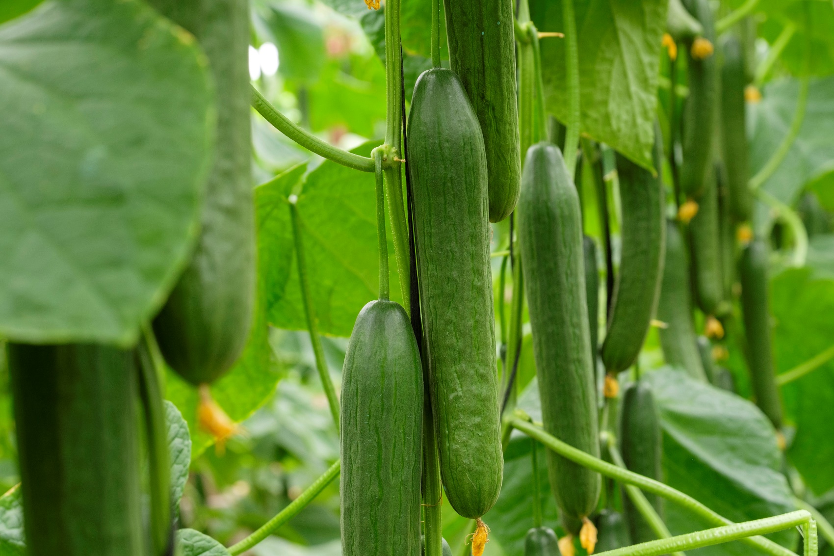 Imagen de un cultivo de pepino