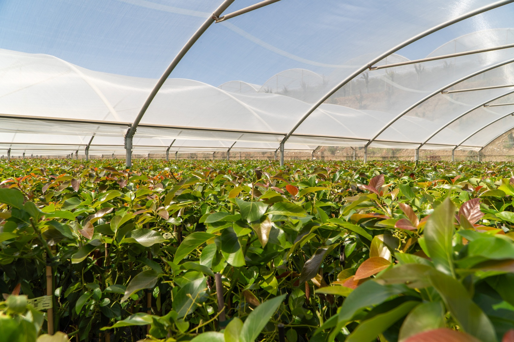 Viveros Brokaw es un referente internacional en la producci�n de plantas subtropicales