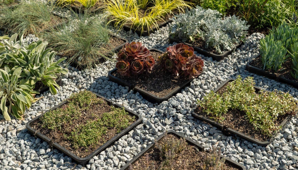 La biotecnologa que desarrolla Bioo permite generar electricidad limpia directamente de la naturaleza