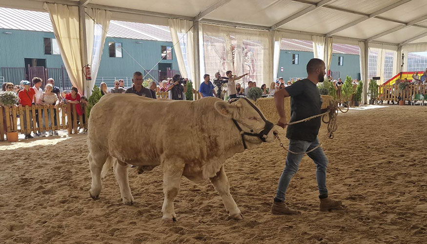 Un instante de una de las subastas