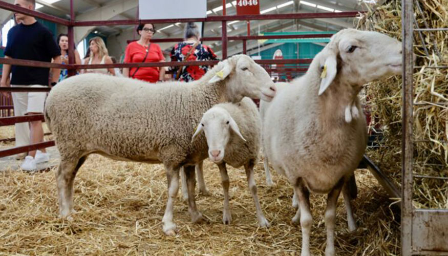 Ovejas de raza Castellana en Salamaq25