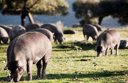 Foto: www.ibericoextremadura.com