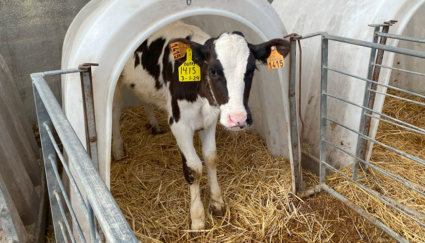 Ternera de raza Frisona