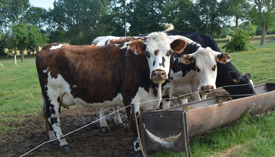 Ejemplares de la especie bovina