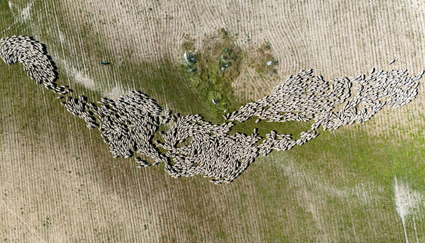 Foto de Un nuevo proyecto turstico pone en valor las rutas de trashumancia de las ovejas Merinas
