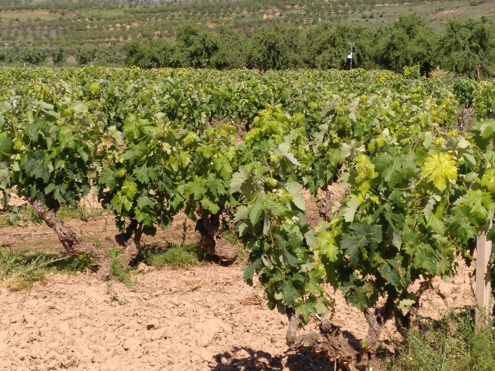 Vi�edo en la DOCa Rioja