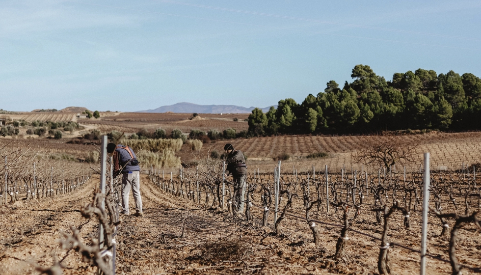 El 20% del viedo de Covias cuenta ya con la certificacin de ecolgico