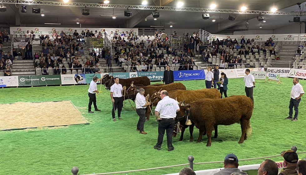 Concurso de ganado vacuno de raza Salers en el ring de exhibicin de SPACE