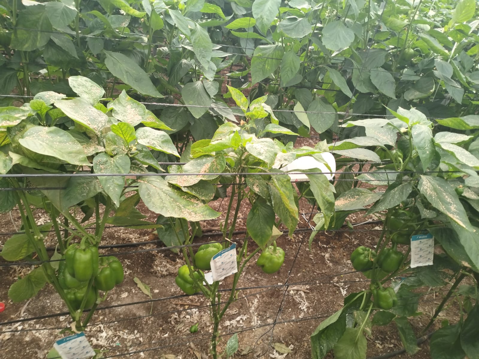 Imagen de un cultivo de pimiento con ara�a roja