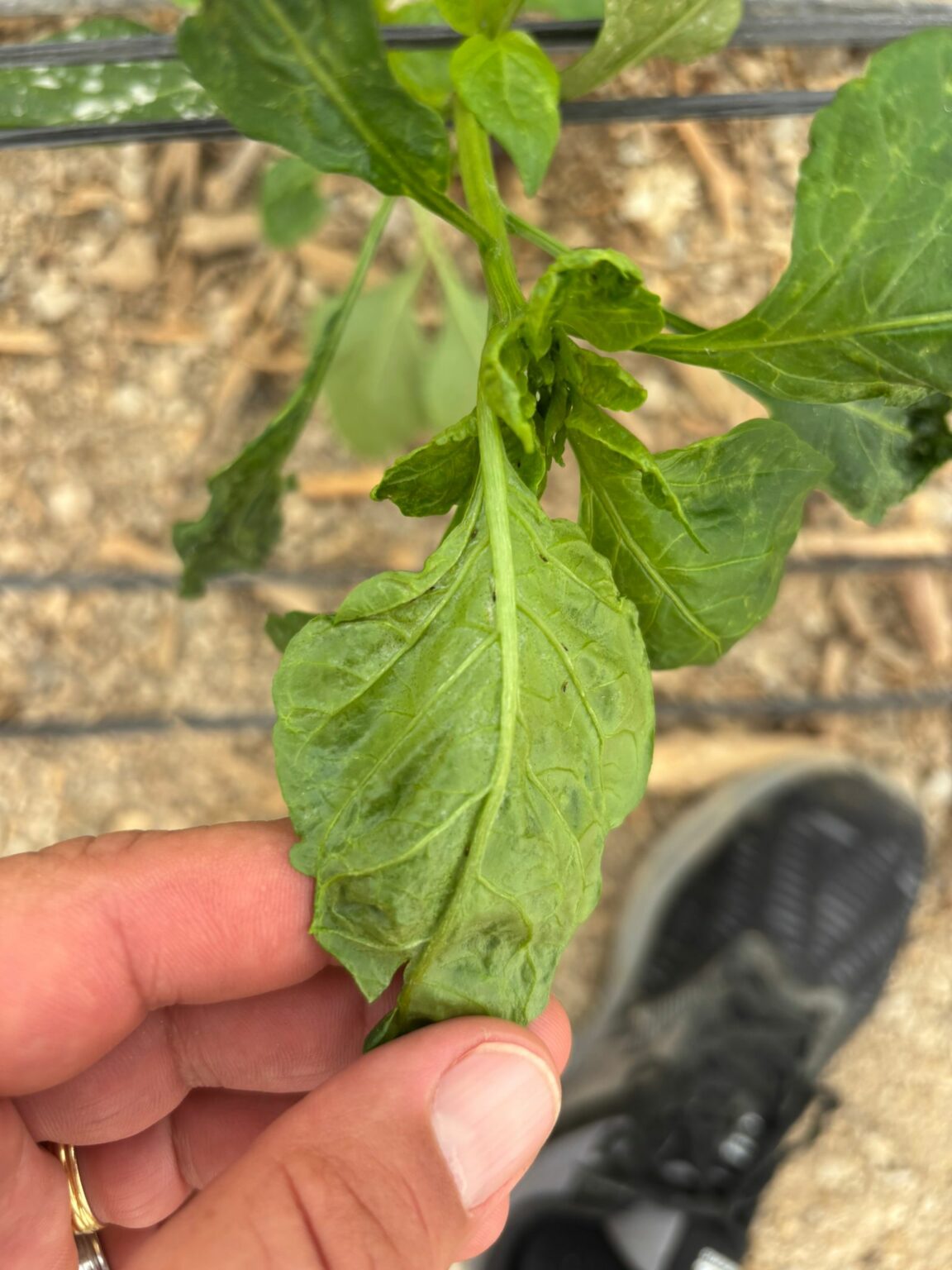 Da�os ocasionados por el Parvispinus en pimiento