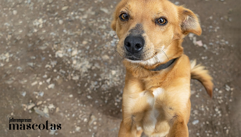 Un perro adoptado puede mejorar la salud f�sica, el bienestar emocional y la vida social de su familia humana