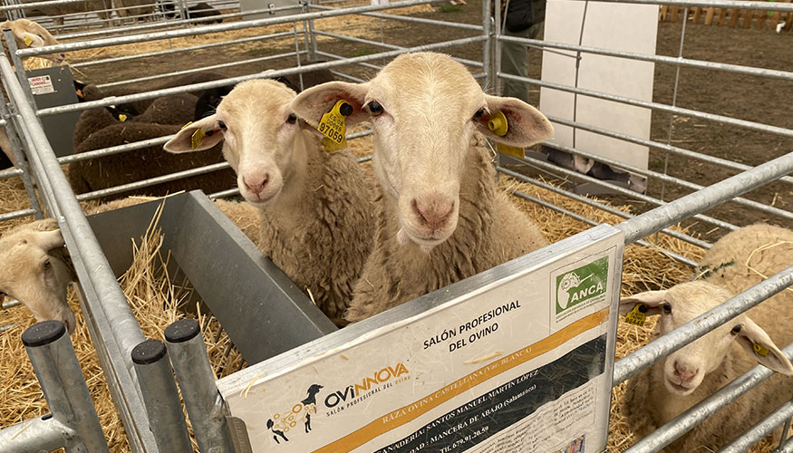 Ejemplares ovinos durante la pasada edicin de Ovinnova
